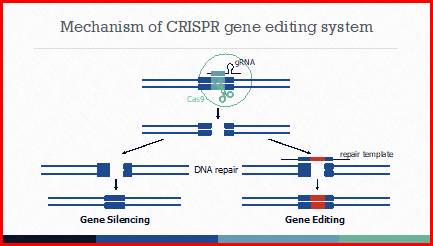 Graphic: Mechanism of CRISPR gene editing system