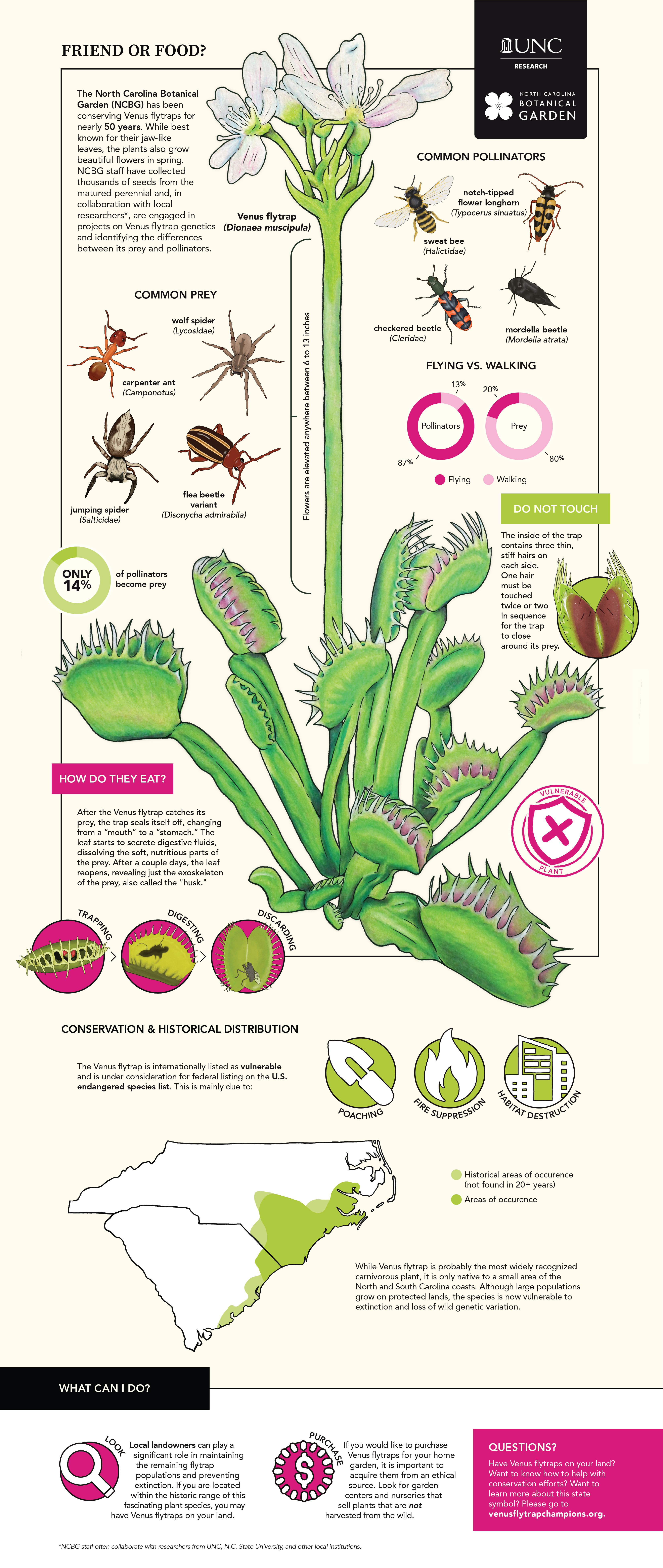 Infographic based around the Venus flytrap. Title reads “Friend or Food?” with a brief description of “The North Carolina Botanical Garden (NCBG) has been conserving Venus flytraps for nearly 50 years. While best known for their jaw-like leaves, the plants also grow beautiful flowers in spring. NCBG staff have collected thousands of seeds from the matured perennial and, in collaboration with local researchers*, are engaged in projects on Venus flytrap genetics and identifying the differences between its prey and pollinators.” There is a large drawing of the Venus flytrap, labeled by its scientific name “Dionaea muscipula.” Under the section of Common prey, you can find drawings of a carpenter ant (also known as a camponotus), a wolf spider (also known as a lycosidae), a jumping spider (also known as a salticidae), and a flea beetle variant (known as a disonycha admirabila). Under the section Common pollinators, you can find drawings of a sweat bee (also known as a halictidae), a notch-tipped flower longhorn (also known as a typocerus sinuatus), a checkered beetle (also known as a cleridae), and a mordella beetle (also known as a mordella atrata). Below that, you can find a set of pie charts, showing the difference between flying and walking pollinators and prey. Of pollinators, 87% of them are flying, and of prey, only 20% of them fly. Also found is a pie chart that says “Only 14% of pollinators become prey.) Also found is a label on the stem of the flower, saying “Flowers are elevated anywhere between 6 to 13 inches.” A section labeled “Do not touch” reads “The inside of the trap contains three thin, stiff hairs on each side. One hair must be touched twice or two in sequence for the trap to close around its prey.” There is a drawing of the Venus flytrap leaf open, showing the three hairs. A stamp of a shield with an “X” through it reads “vulnerable plant.” Section labeled “How do they eat?” says After the Venus flytrap catches its prey, the trap seals itself off, changing from a “mouth” to a “stomach.” The leaf starts to secrete digestive fluids, dissolving the soft, nutritious parts of the prey. After a couple days, the leaf reopens, revealing just the exoskeleton of the prey, also called the "husk." Below that is a three-step progress drawing with the labels “trapping,” “digesting,” and “discarding.” Below the complete drawing of the Venus flytrap, you can find the section “Conservation & Historical Distribution.” This states “The Venus flytrap is internationally listed as vulnerable and is under consideration for federal listing on the U.S. endangered species list. This is mainly due to:” with three icons for “poaching,” “fire suppression,” and “habitat destruction.” Under that is a drawing of North and South Carolina. There are areas on the coast highlighted in a light green and a dark green. Light green depicts the historical areas of occurrence (not found in 20+ years) and dark green is for the areas of occurrence. This section’s description reads “While Venus flytrap is probably the most widely recognized carnivorous plant, it is only native to a small area of the North and South Carolina coasts. Although large populations grow on protected lands, the species is now vulnerable to extinction and loss of wild genetic variation.” The bottom section is labeled “What can I do?” Two icons are present, one for “Look” that has the description “Local landowners can play a significant role in maintaining the remaining flytrap populations and preventing extinction. If you are located within the historic range of this fascinating plant species, you may have Venus flytraps on your land.” The section one is labeled “Purchase” and reads “If you would like to purchase Venus flytraps for your home garden, it is important to acquire them from an ethical source. Look for garden centers and nurseries that sell plants that are not harvested from the wild.” An are in pink reads “Questions? Have Venus flytraps on your land? Want to know how to help with conservation efforts? Want to learn more about this state symbol? Please go to venusflytrapchampions.org.” The final bit of information notes “*NCBG staff often collaborate with researchers from UNC, N.C. State University, and other local institutions.”