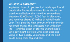 What is a páramo? A páramo is a cold yet tropical landscape found only in the Andes Mountains. It sits above the treeline and below the snowline, somewhere between 12,000 and 15,000 feet in elevation, and receives about 80 inches of rainfall each year. This, plus the high amount of solar energy received, makes the landscape rich with plant life — and the onset of storms unpredictable. One day might be filled with clear skies and views of two nearby volcanoes, and the next could bring thick fog and hail. 