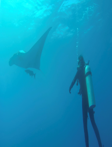 Photo: An underwater scuba diver faces a large ray and a smaller fish.