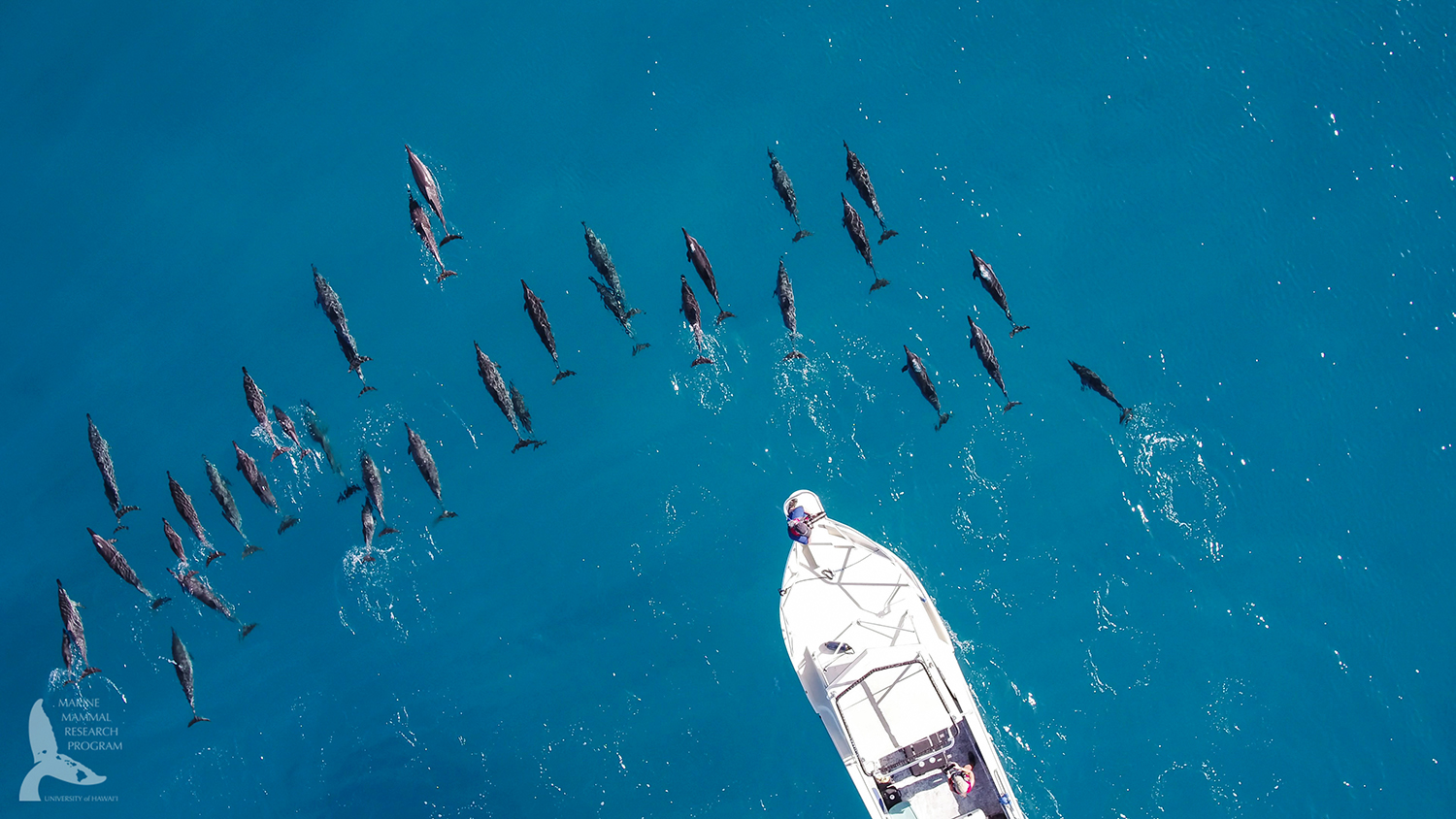 an aerial view of McPherson's boat and a pod of dolphins