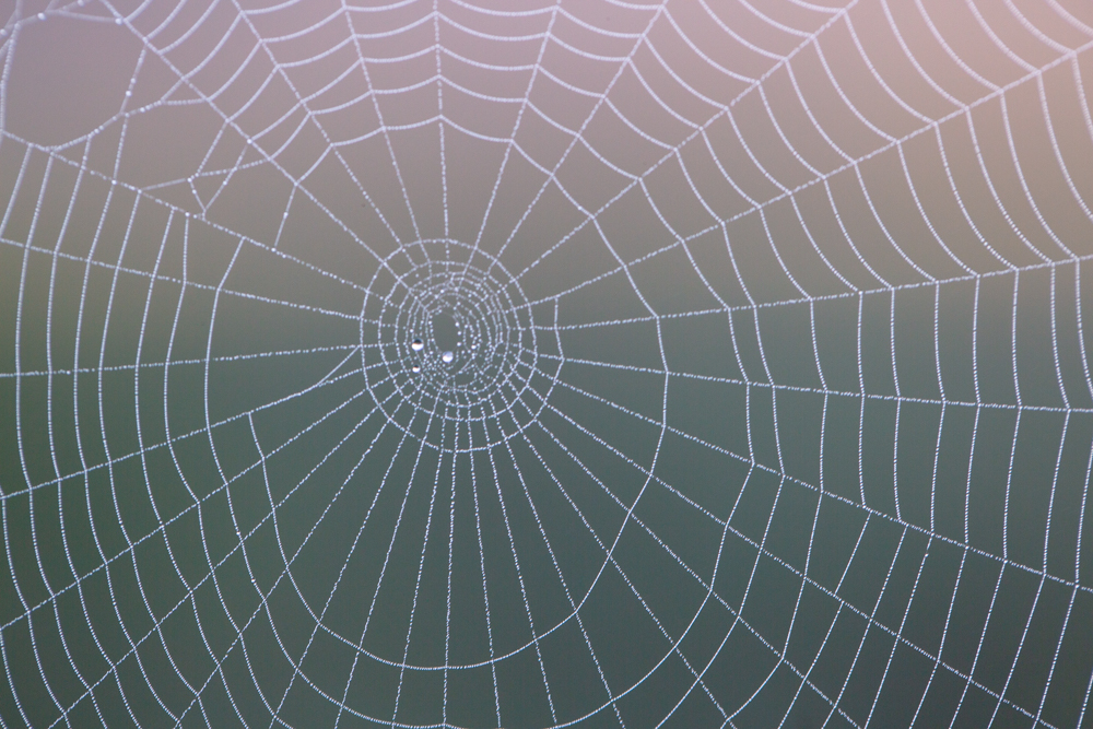 a close-up shot of a spider web
