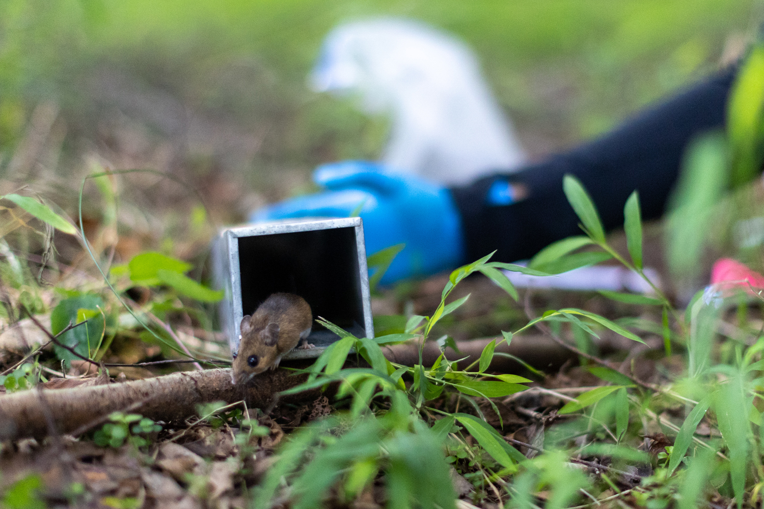 a mouse exits a trap