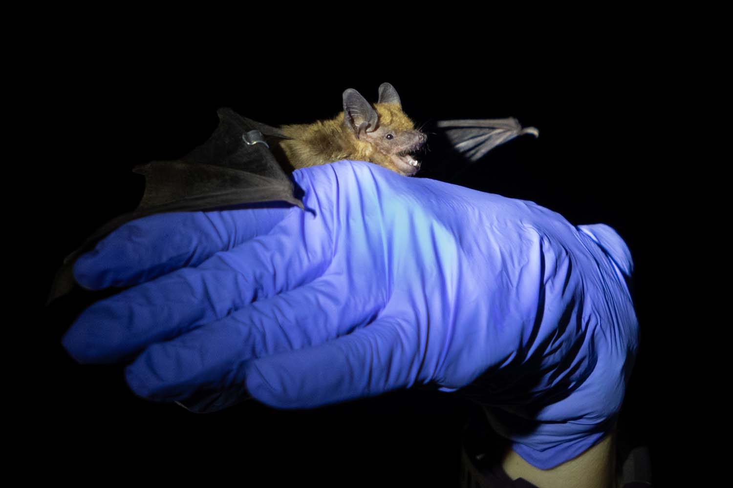 a big brown bat on a gloved hand