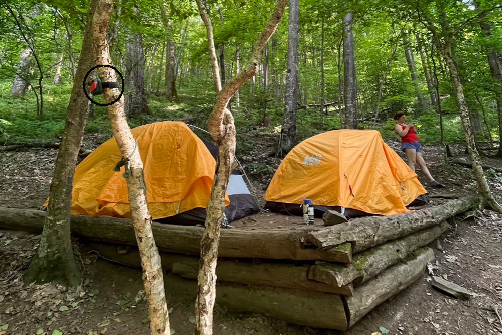 a bat monitor strapped to a tree at a campsite