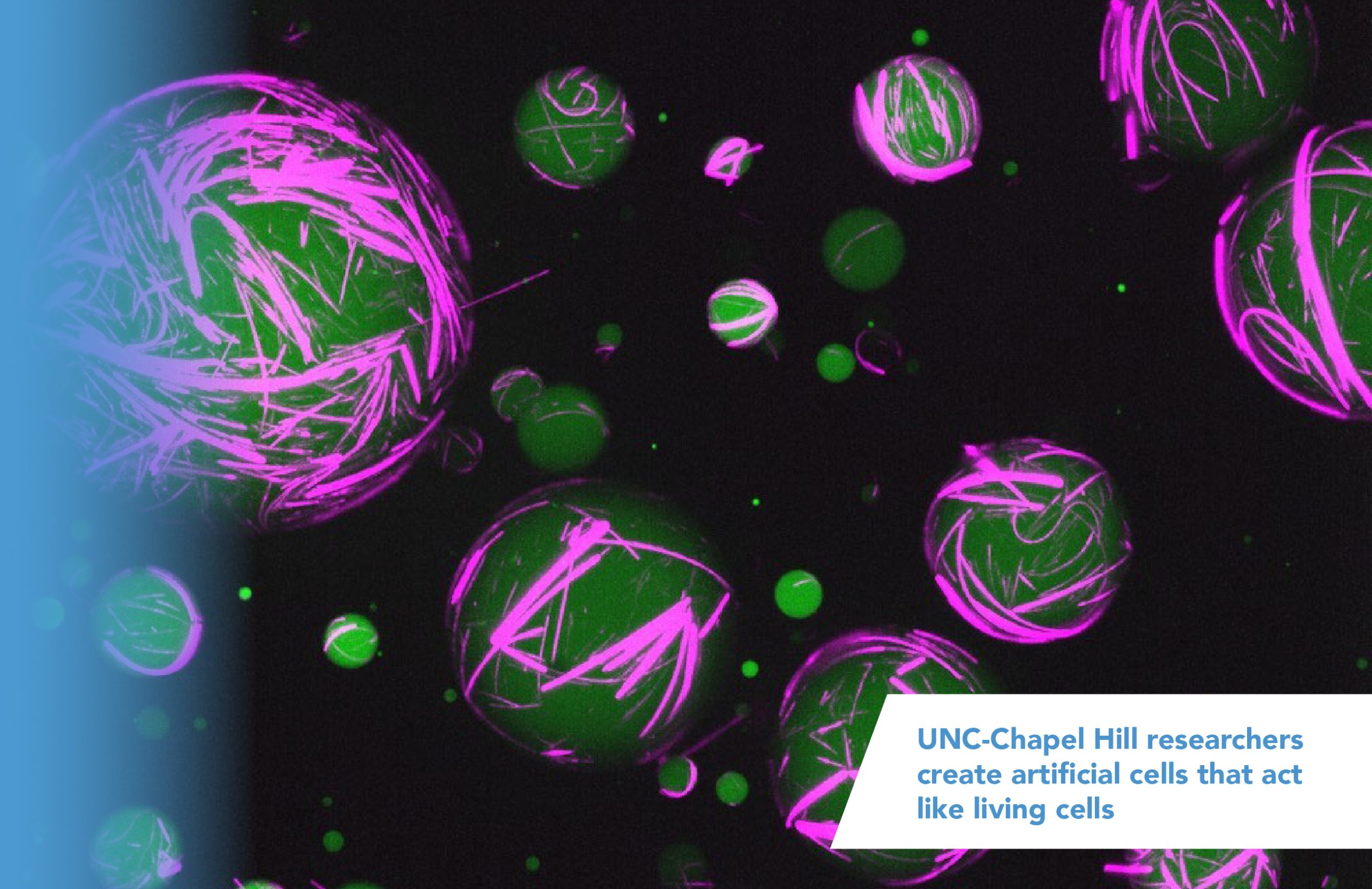 Microscopic photo of artificial cells. They're green, round shapes with purple organic stripes all over them. Photo says 'UNC-Chapel Hill researchers create artificial cells that act like living cells.' Click here to read the story.