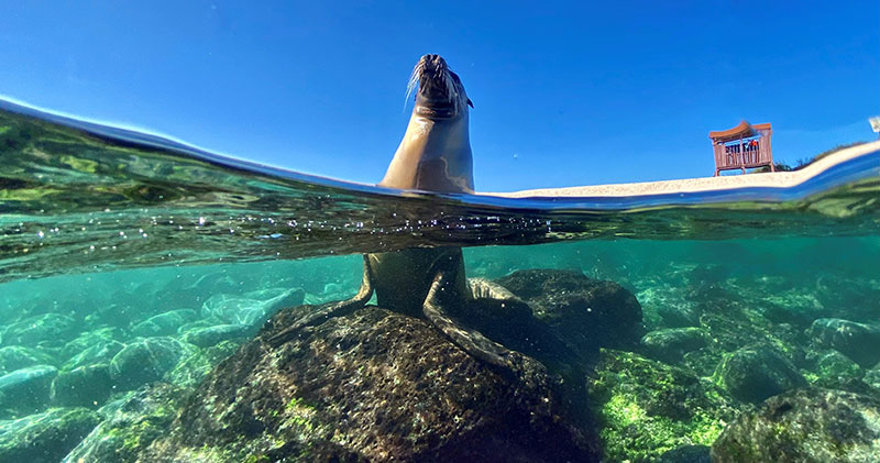 A sea lion sits on a rock in the water, half submerged.