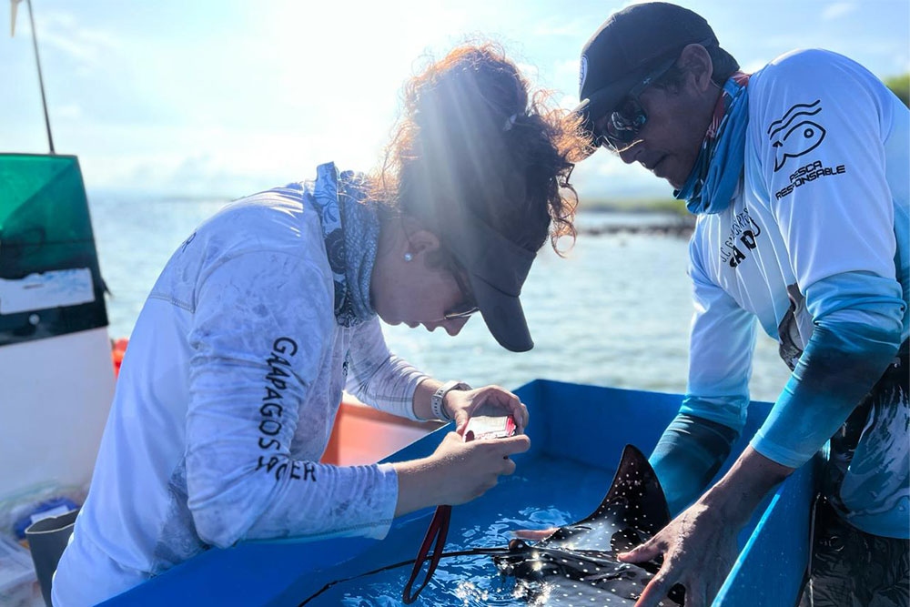 Two researchers document a live stingray on a research boat.