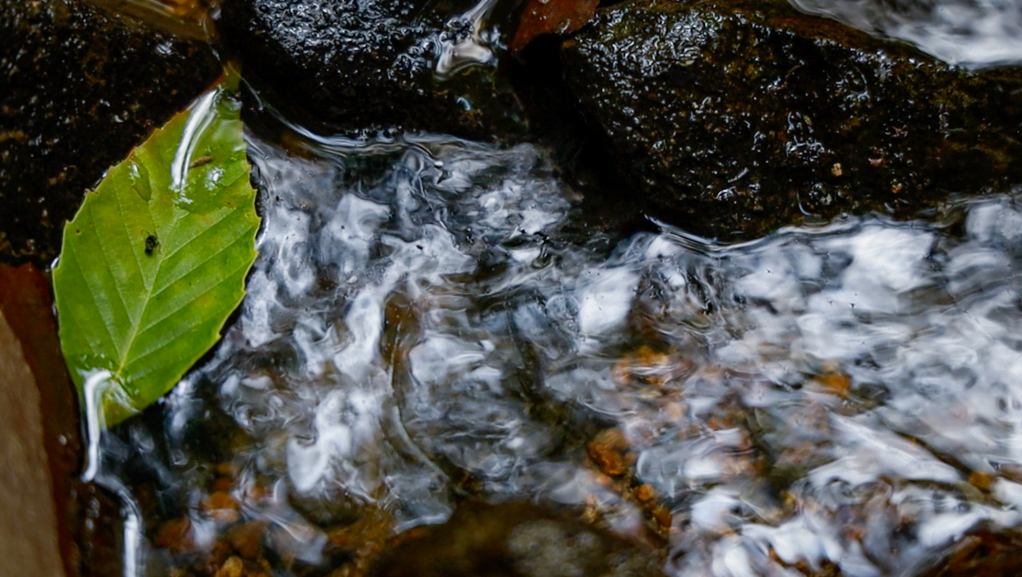 a leaf in a stream