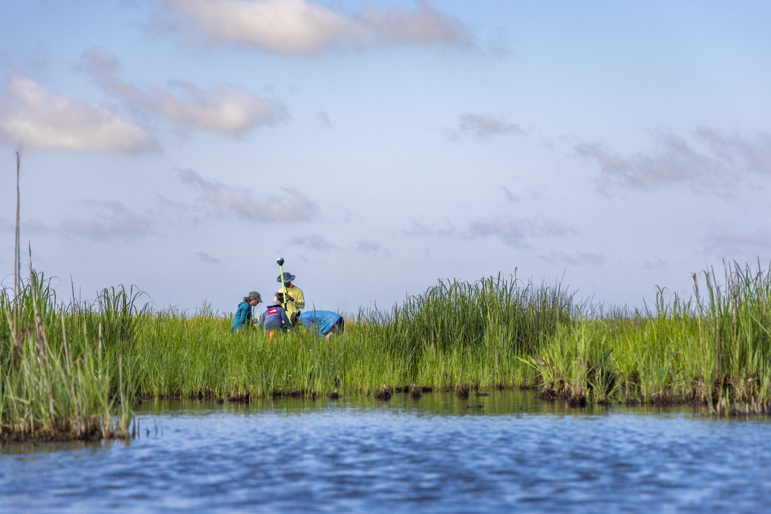 Far away shot of researchers in a coastal marsh.