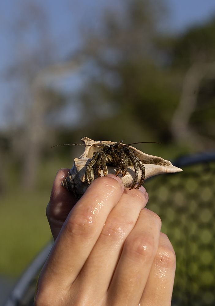 a hand holds a hermit crab