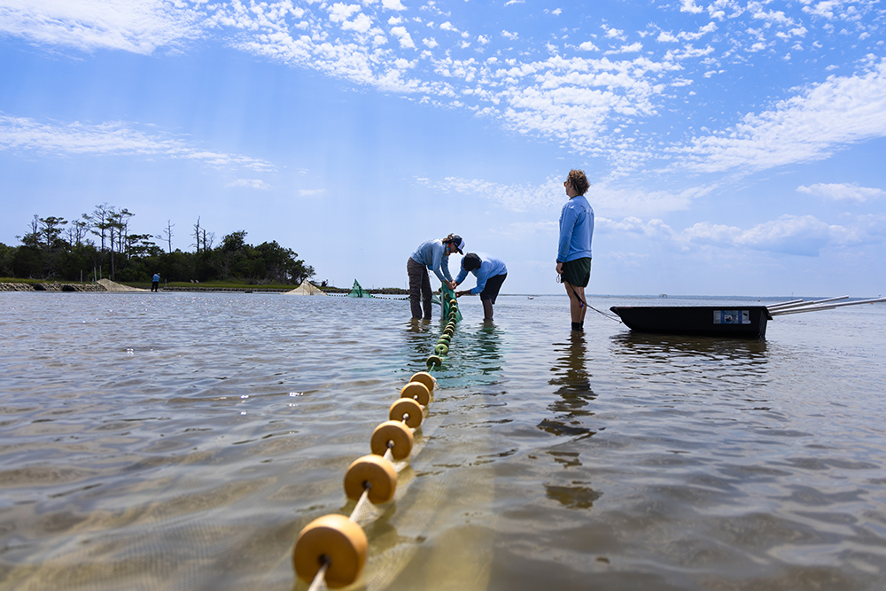 three people set up a net along the coast in Bogue Sound