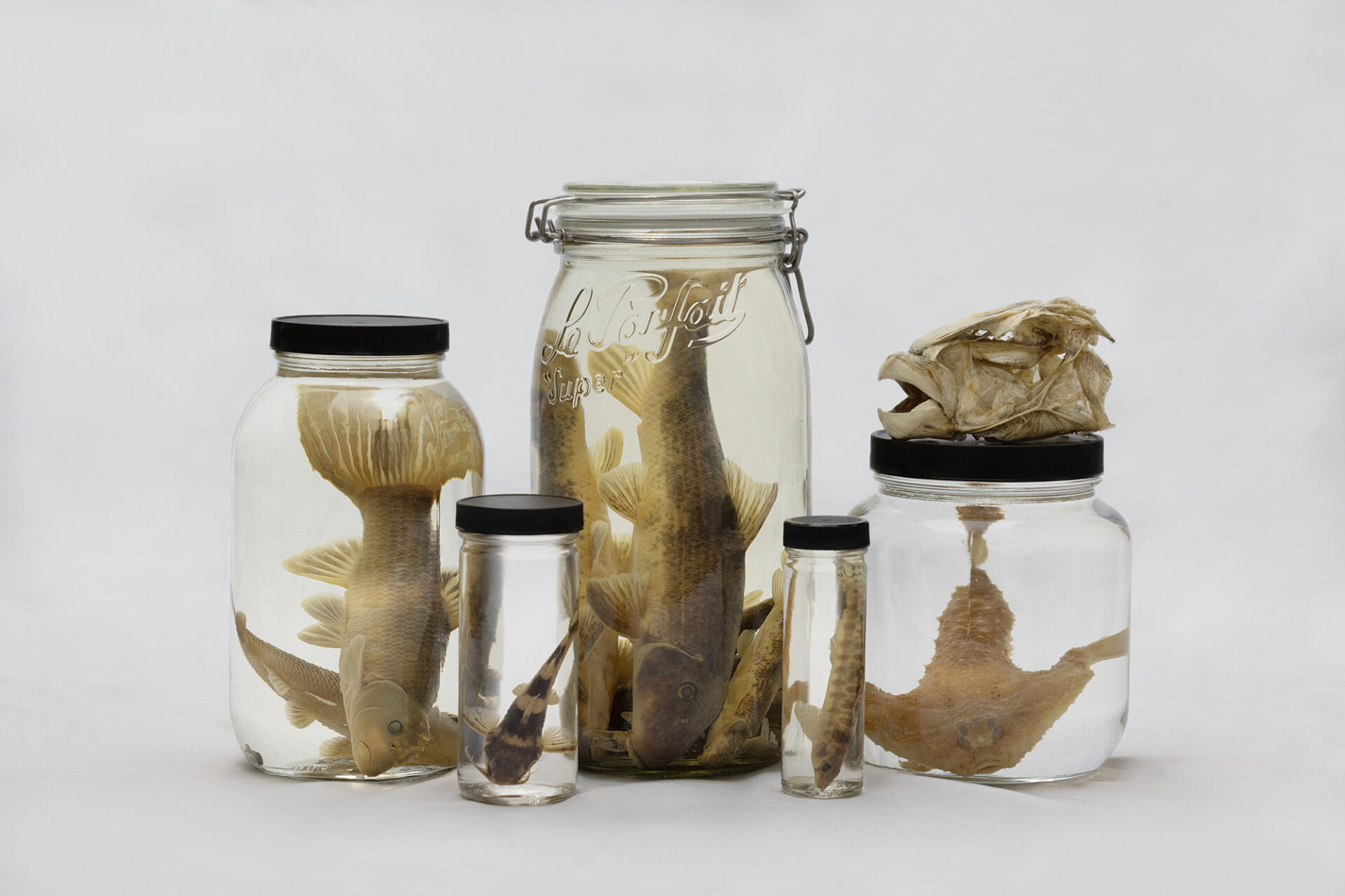 five jars of fish specimens and one fish skull