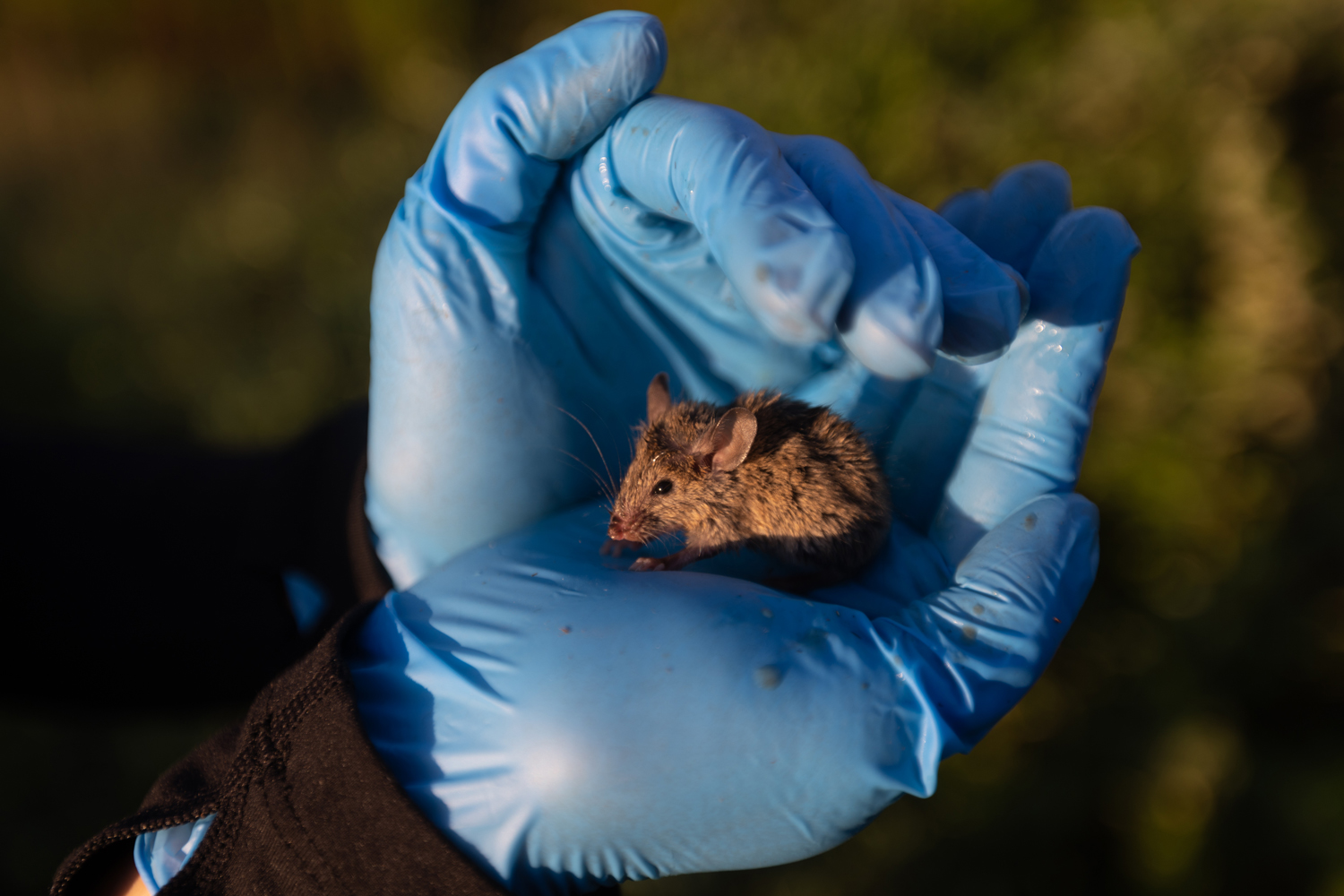 a field mouse sits in someone's hand
