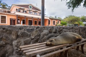 A sea lion lays on a bench in front of a brightly colored building in the Galápagos